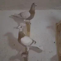 کرم خط سفید زرد گلالی|پرنده|برازجان, |دیوار