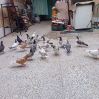 کبوتر پرشی ساعتی|پرنده|قم, باسکول|دیوار