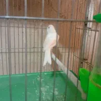 سهره قناری طوطی عروس گرینچیک مینا