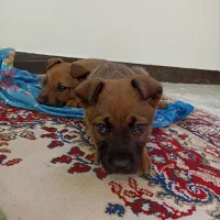 توله سگ دو ماهه