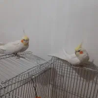 عروس هلندی|پرنده|پرند, فاز ۴|دیوار