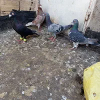 کبوتر صید قلدر