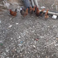 مرغ وخروس|حیوانات مزرعه|طرقبه, |دیوار