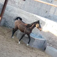 نریان دره شور خالص|حیوانات مزرعه|بیضا, |دیوار