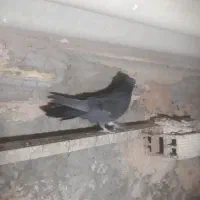 کبوتراصفهانی مهلقی سیاه