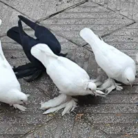 کفتر|پرنده|تبریز, |دیوار