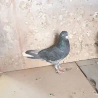رنگی|پرنده|آباده, |دیوار