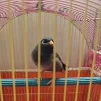 مرغ مینا سخنگو