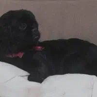 واگذاری سگ پیکینیز|سگ|رودهن, |دیوار