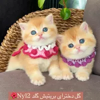 فروشگاه‌ گربه‌‌های اصیل (اسکاتیش / بریتیش / پرشین)|گربه|تهران, پونک|دیوار