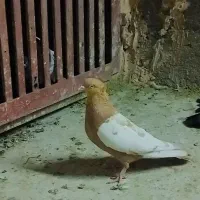 کبوتر کربلایی و طوقی  و سینه