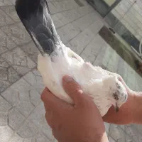 کبوتر طوقی گو قویروخ