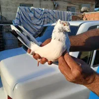 کبوتر سروکله دار