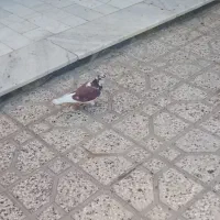 کفتر|پرنده|شاهرود, |دیوار