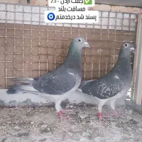 دورگ وپلاکی|پرنده|لنجان, |دیوار