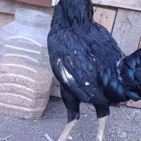 خروس لاری جوان  وزن ۳ کیلو چاق وسرحال