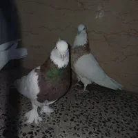 طوقی و زاغ|پرنده|شهرکرد, |دیوار