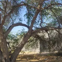 خرید چوب و حرص درخت