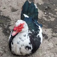 اردک اسرائلی نر و ماده