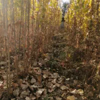 فروش نهال به صورت چکی|گل و گیاه طبیعی|شهریار, شهریار|دیوار