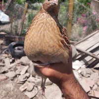بلدرچین مولد وزن بالا