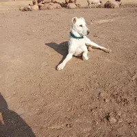 سگه گله|سگ|جوین, |دیوار