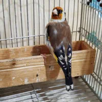 سهره نر ، عروس هلندی