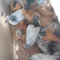 تخم مرغ محلی