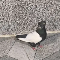 ماده سینه ای