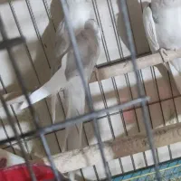 عروس هلندی آلبینو دوکت معاوضه با لاری (در سلماس)|پرنده|خوی, |دیوار