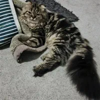 فروش گربه|گربه|زاهدان, |دیوار