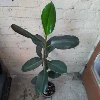 تخفیف گل به مناسبت روز پدر