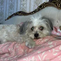 گمشده|حیوانات|الیگودرز, |دیوار