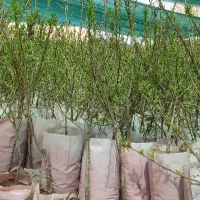 نهالستان پالیز دارای بادام گلدانی گردو زودبازده