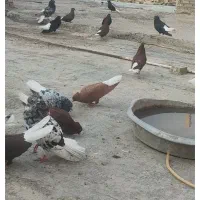 کته رنگی|پرنده|اهواز, منازل کارون|دیوار