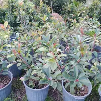 فتونیا ،پالم آبی