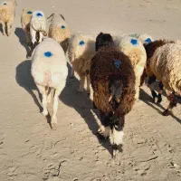 ۱۱راس شیشک دورگ قلمدار|حیوانات مزرعه|جیرفت, |دیوار