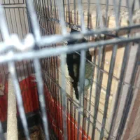 عروس هلندی مولد و بچهاشون(نیمه دستی)|پرنده|ری, شهید غیوری (ابن باویه)|دیوار