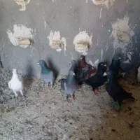 دسته ۳۰تای پلاکی|پرنده|شیراز, کفترک|دیوار