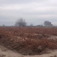 باغدارشو-تاکستان