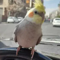 هلندی معاوضه با مرغ