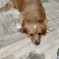 سگ گمشده|حیوانات|اصفهان, باغ دریاچه|دیوار