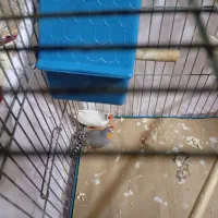 فنچ لپ سیاه