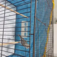 قناری آگات ماده موزائیکی آماده آماده