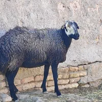 فروش دوراس میش|حیوانات مزرعه|جوادآباد, |دیوار