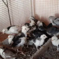 جوجه مرغ و خروس گلین