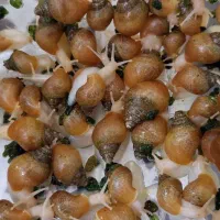 حلزون البینو