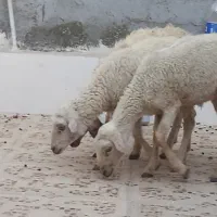 3تا بره ماده مخصوص داشت درخونه پرواری کبابی|حیوانات مزرعه|بندرعباس, |دیوار