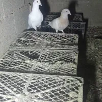 کبوترآلمانی|پرنده|گنبد کاووس, |دیوار