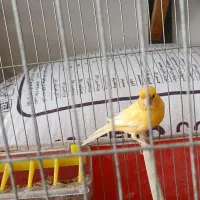 قناری نر بخون هشت ماهه